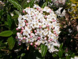 Flowering Shrub List Dammanns Burkwoodviburnum