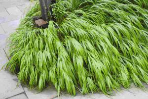 ornamental grass list dammanns