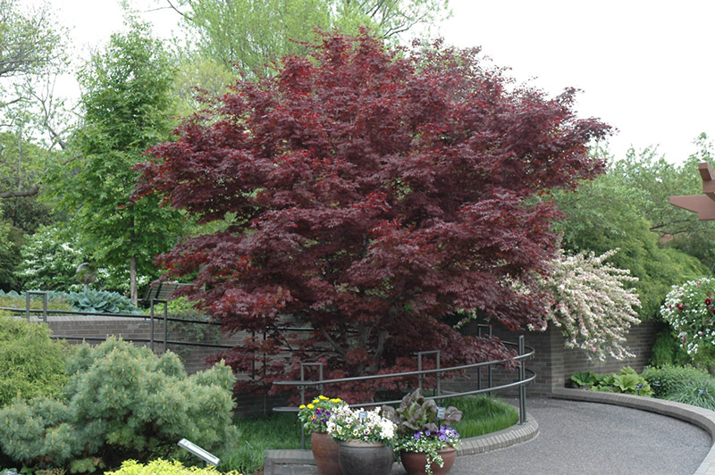 Flowering Plum Tree Fruitless Flowers Healthy Bloodgood Anese Maple Ornamental Tree List Dammanns