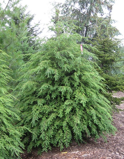 Evergreen Tree Height Chart