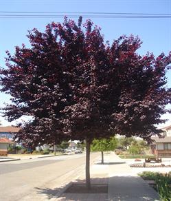 What is a flowering plum tree?