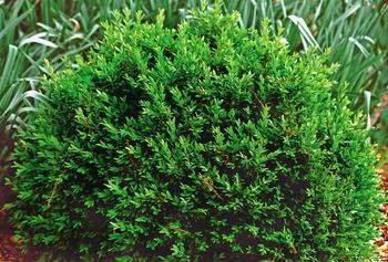 evergreen shrub list dammanns