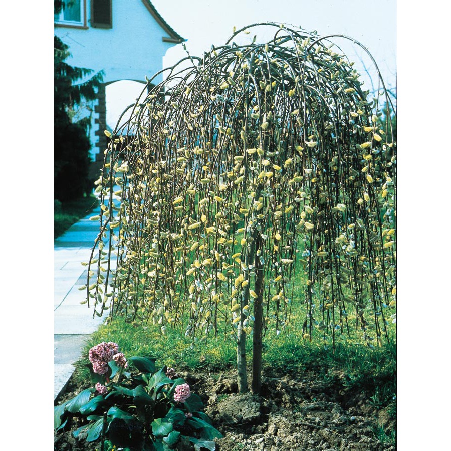 Weeping Pussy Willow Tree 116