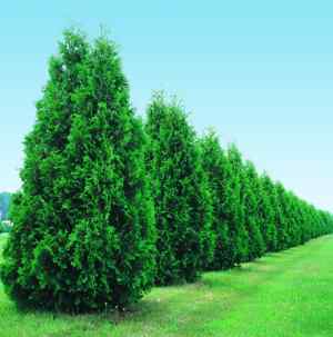 Evergreen Tree Height Chart