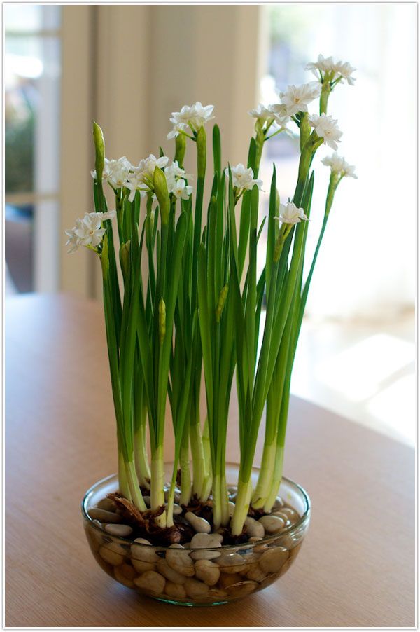 forcing bulbs in water flower forcing bulbs in water flower