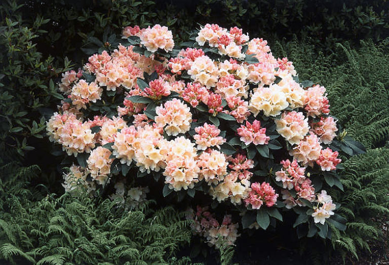 Rhododendron Golden Torch 3807 rhododendron golden torch rcmg rhododendrons all Rhododendron Golden Torch 3807 rhododendron golden torch rcmg rhododendrons all