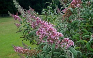 Flowering Shrub List Dammanns Pink Delight Erfly Bush