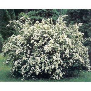 Flowering Shrub List Dammanns Vanhoutti Spirea