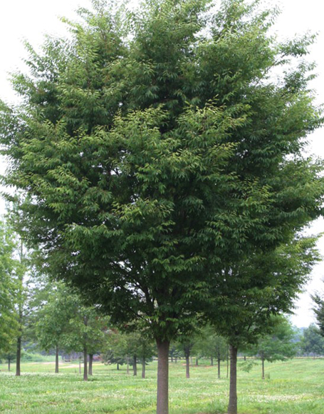 Shade Tree List Dammanns