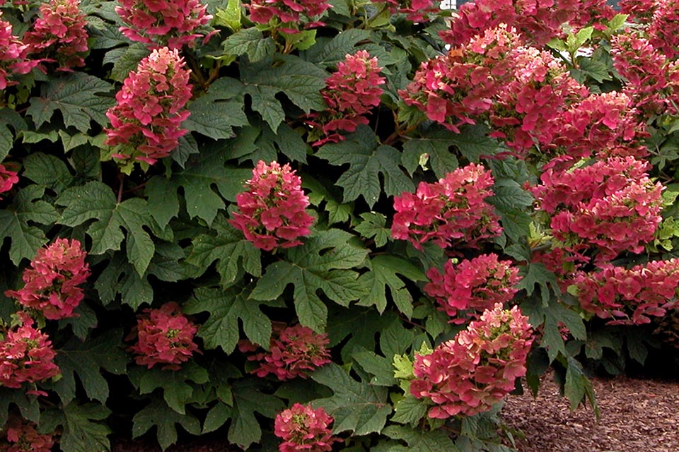 ruby slippers oakleaf hydrangea flowering shrub list dammanns ruby slippers oakleaf hydrangea flowering shrub list dammanns