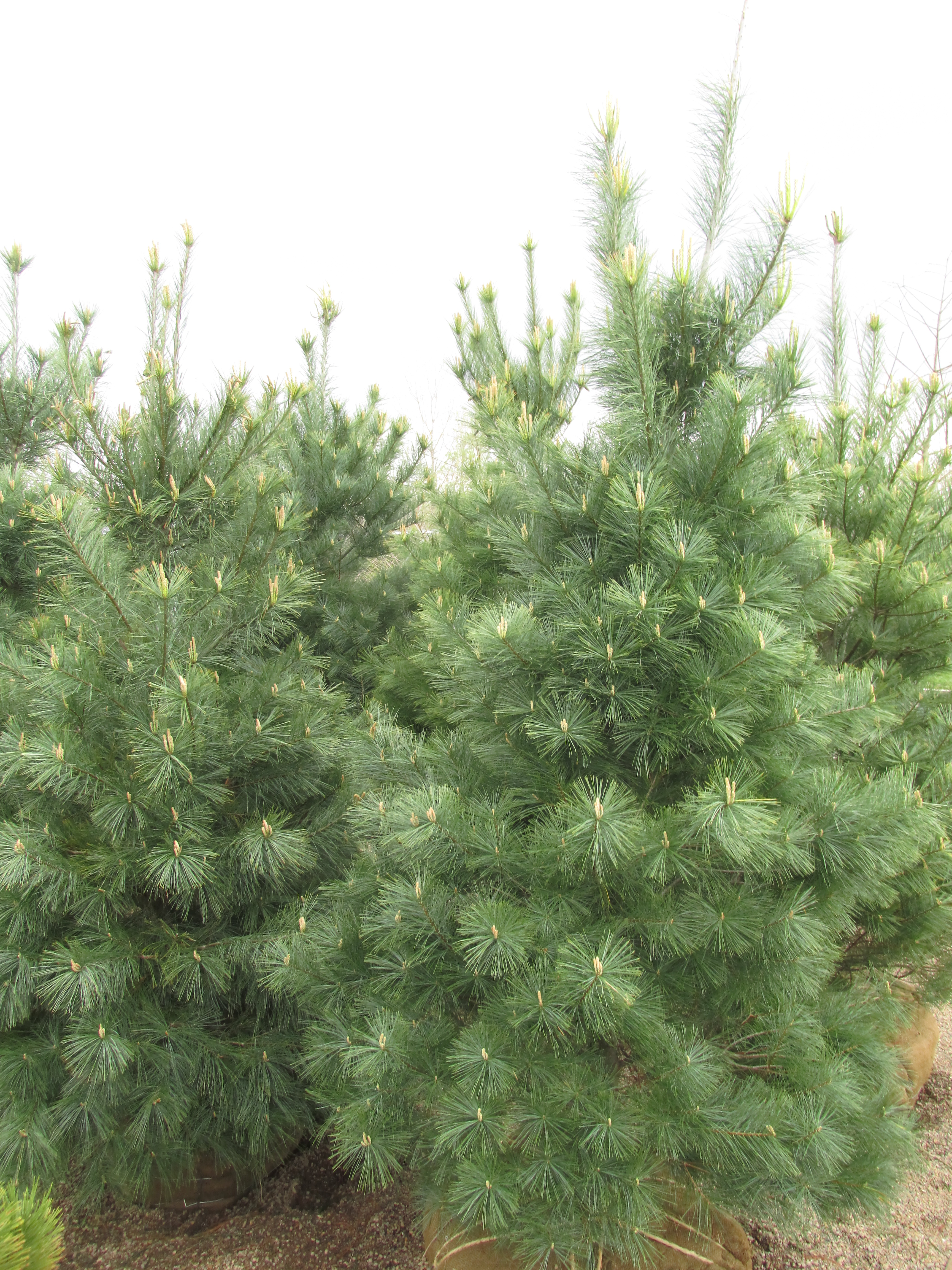 Evergreen Tree Height Chart