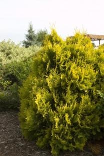 Evergreen Shrub List Dammanns Sunkist Arborvitae