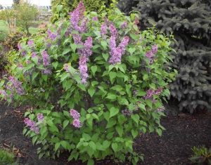 Flowering Shrub List Dammanns 100 6133