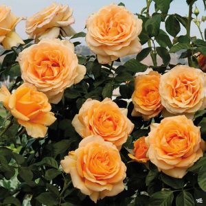 Rose List | Dammann's Garden Center & Greenhouse