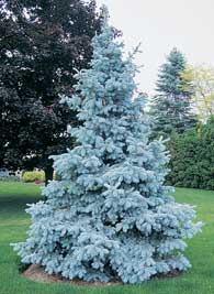 Conifer List Dammanns Baby Blue Eyes Spruce