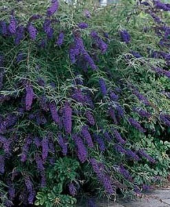 Flowering Shrub List Dammanns Black Knight Erfly Bush