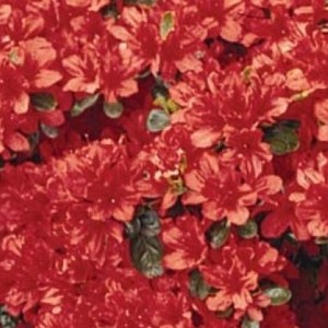 Flowering Shrub List Dammanns Flowering Shrub List