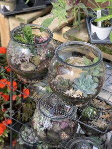 terrarium plants